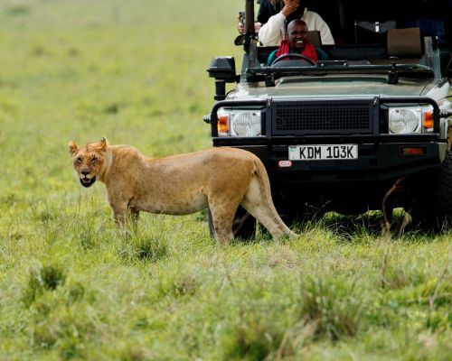 Car Hire and Tours and Travel